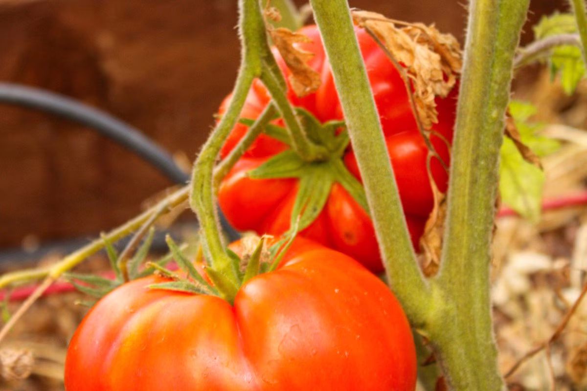 Ripe Italian tomatoes on the vine, facing rising price pressures. from Stockmark.it