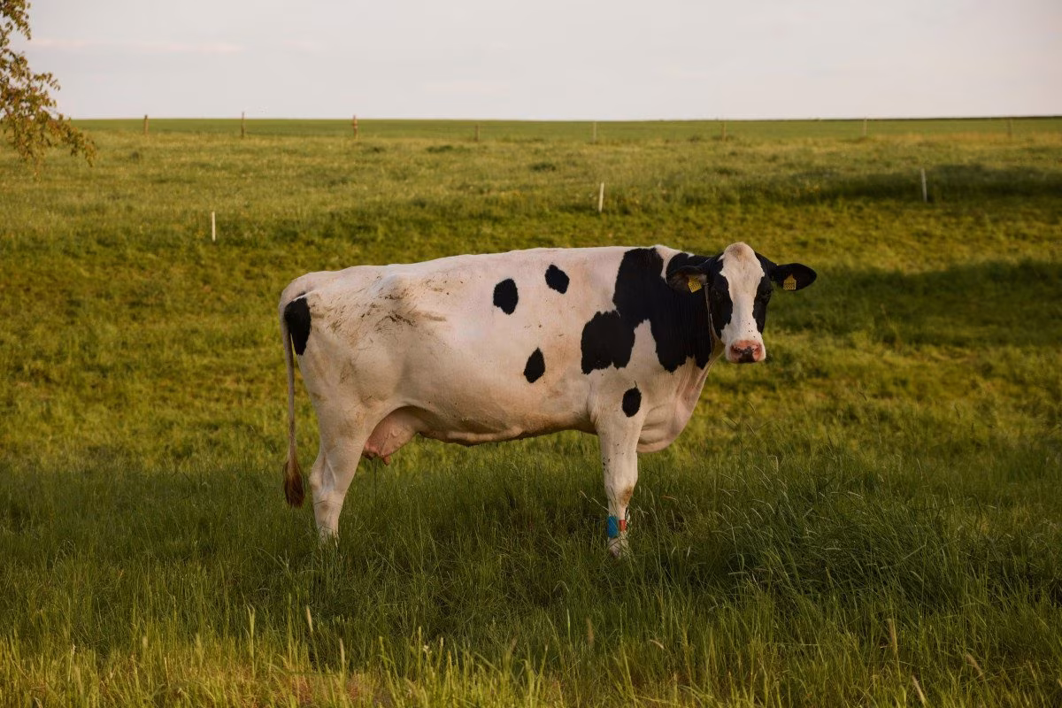Black and white dairy cow in a green pasture, representing the British dairy industry. from Stockmark.it