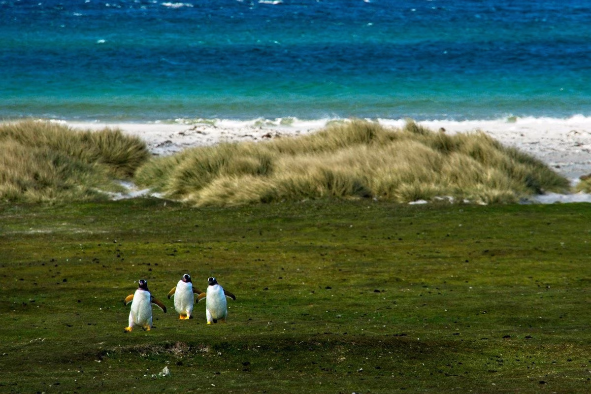 Oil Exploration in the Falklands: Rockhopper's Sea Lion Field Set to Begin Production by 2028