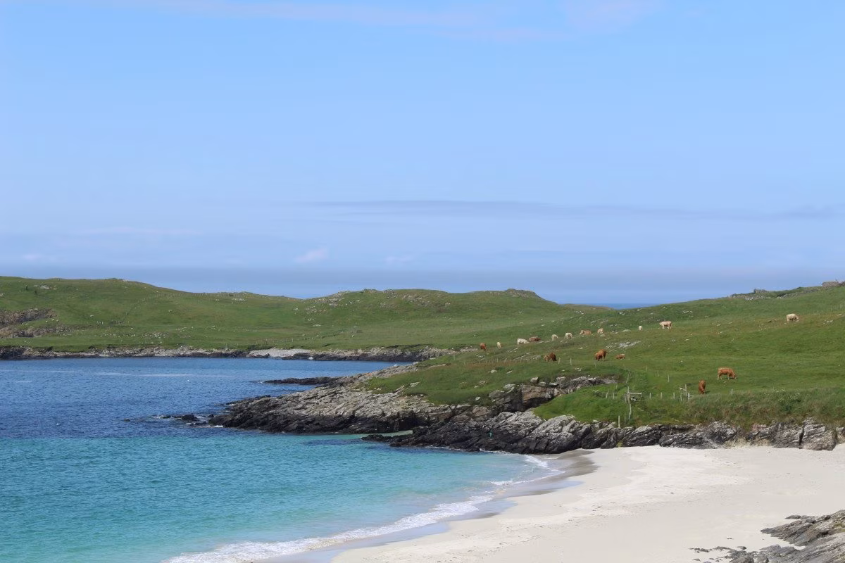 Green Shetland hills meet a turquoise bay with grazing cattle. from Stockmark.it