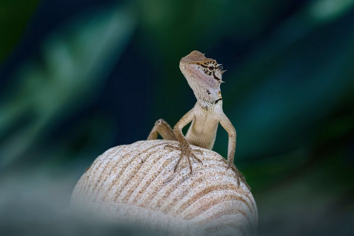 Lizard perched on a textured surface, with blurred green foliage in the background. from Stockmark.it
